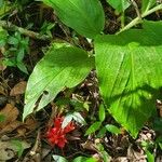 Zingiber chrysanthumLeaf