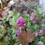 Chrysanthemum indicumBlüte