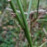 Kerria japonica বাকল