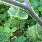 Datura inoxia Fruit