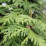 Thuja plicataBlatt