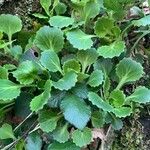 Saxifraga spathularis Leaf