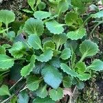 Saxifraga spathularis Blad