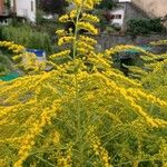 Solidago canadensisBloem