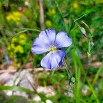 Linum perenneFlower