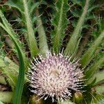 Cirsium foliosum Flower