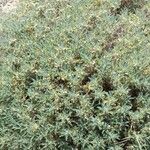 Astragalus tragacantha Pokrój
