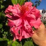 Hibiscus fragilisКвітка