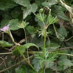 Geranium columbinum Diğer