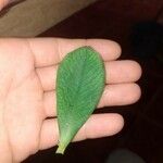 Himatanthus drasticus Leaf