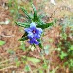 Lithodora fruticosa 花