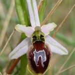 Ophrys arachnitiformis മറ്റ്