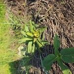 Asclepias viridis Lapas