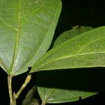 Alchornea latifolia Blad