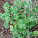 Malva parviflora Blatt