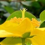 Hypericum × hidcoteense फूल