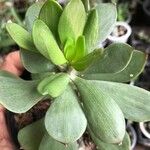 Senecio decaryi Hoja
