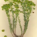 Euphorbia seguieriana Hábito