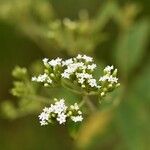 Stevia ovata Fleur