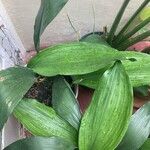 Aspidistra elatior Lapas