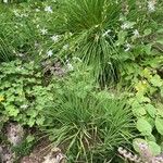 Anthericum ramosum Habit