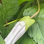 Calystegia silvatica Beste bat