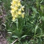 Dactylorhiza sambucina عادت داشتن