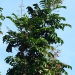 Mosquitoxylum jamaicense Leaf