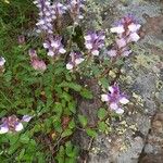 Scutellaria alpina Vekstform
