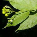 Solanum celsum