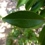 Embelia angustifolia Leaf