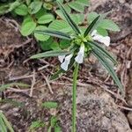 Leucas aspera Flower