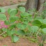 Bauhinia lunarioides Blatt