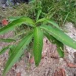 Persicaria amphibia ഇല