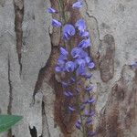 Hardenbergia comptoniana Кветка