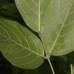 Centrosema macrocarpum Leaf