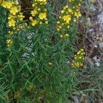 Hypericum hyssopifolium Хабит