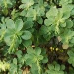 Sedum palmeri ഇല