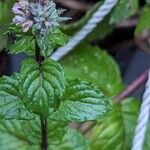 Mentha × piperita Habit