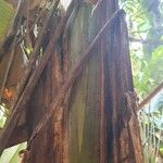 Phenakospermum guyannense Συνήθη χαρακτηριστικά