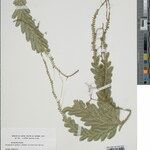 Selaginella parkeri Hoja