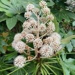 Fatsia japonicaFlower