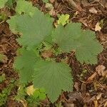 Ribes spicatum Feuille