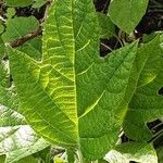 Hydrangea quercifolia Leht