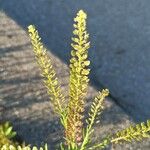 Lepidium bonariense Owoc