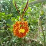 Psychopsis krameriana Flower