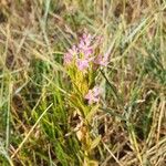 Centaurium tenuiflorum Цветок