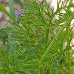 Adonis dentata Blatt