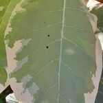 Nicotiana tomentosa Leaf