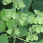 Ocimum campechianum অভ্যাস